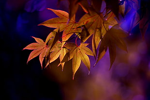 brown leafed plant, leaves, maple leaves, depth of field, nature