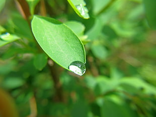 close-up photo of water dew