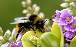 Bumblebee perched on purple petaled flower HD wallpaper