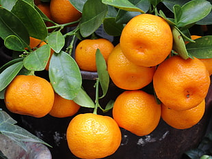 Orange fruits HD wallpaper
