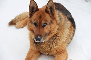 adult black and red German shepherd