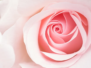 close up photography of pink rose HD wallpaper