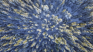 aerial photography of pine trees covered by snow
