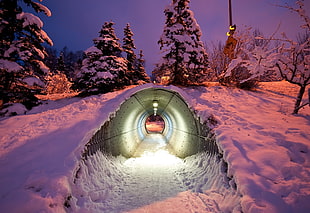 tunnel under pine trees surrounded by snow