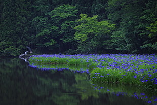 purple lavender field, nature