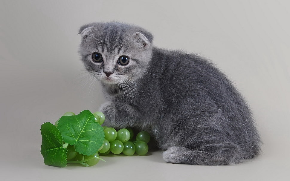 Scottish Fold Cat with green fruit HD wallpaper
