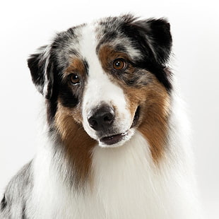 closeup photo of rough Collie dog