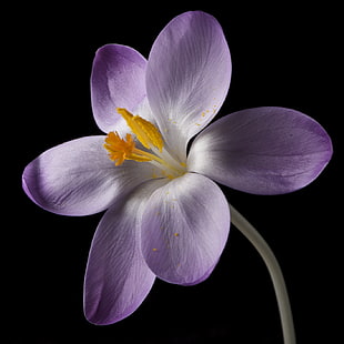 purple Crocus flower in bloom close-up photo HD wallpaper