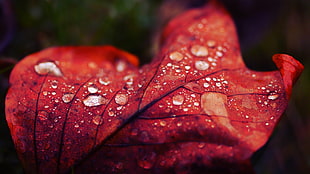 red leaf with water droplings