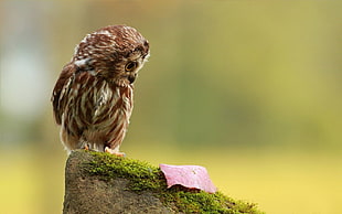 brown and white owl HD wallpaper