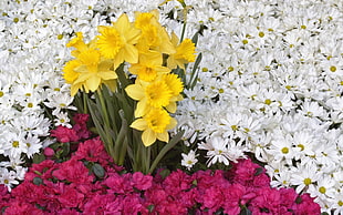 yellow and white flowers