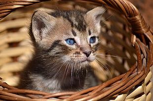 brown tabby kitten in brown wicker basket HD wallpaper