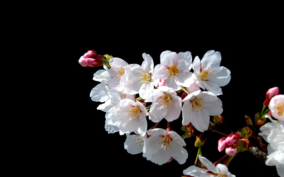 white cherry blossom closed up photography HD wallpaper