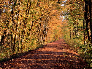 brown dried leaves on road between trees HD wallpaper