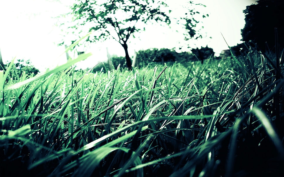 green grass during daytime HD wallpaper