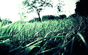 green grass during daytime