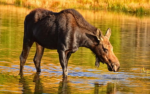 brown and black water horse in water during daytime