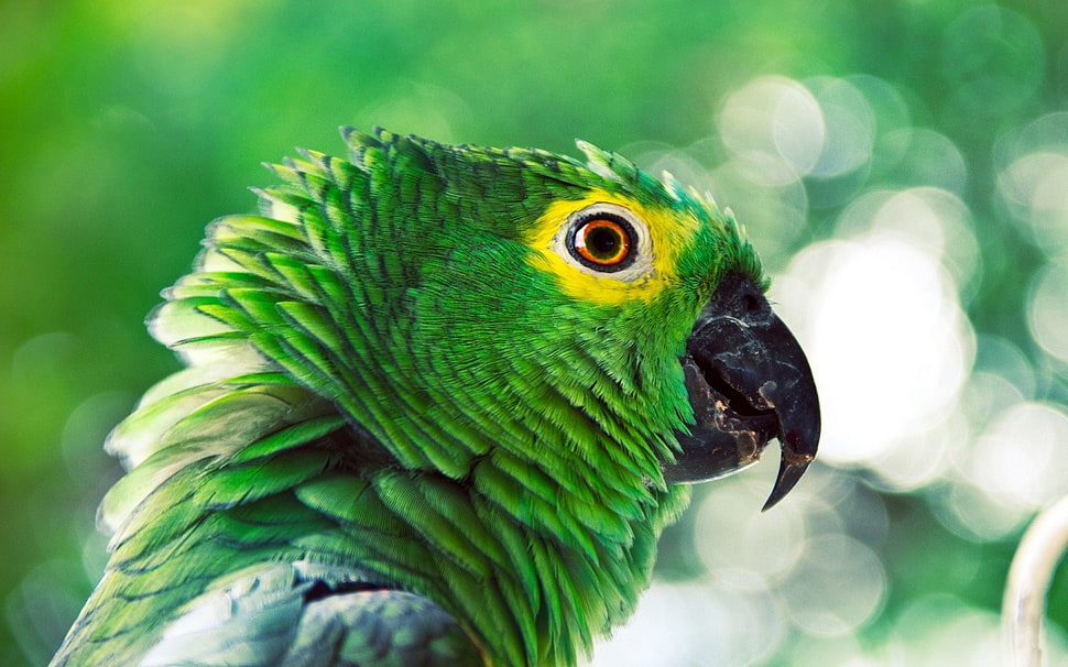 green parrot, parrot, birds, green, animals HD wallpaper