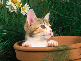 kitten in pot