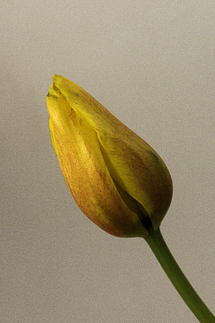 selective focus photography of yellow Tulip bud