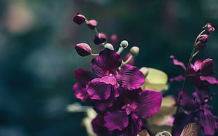 purple flower, Flower, Violet, Petals