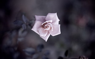 gray petaled flower, nature, macro, closeup, detailed