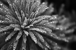 grayscale and selective focus photography of petaled flower
