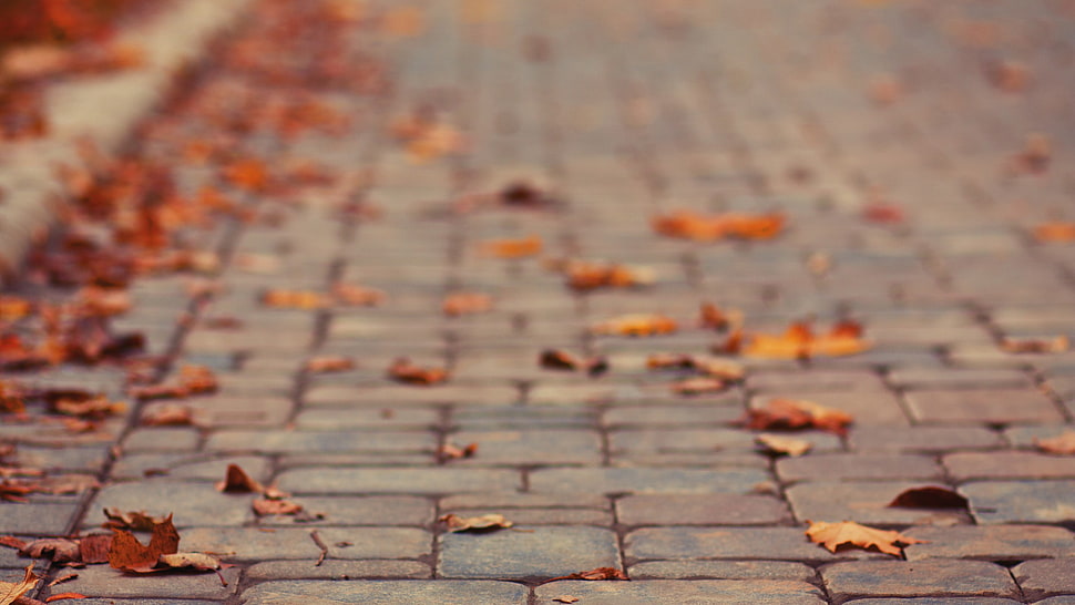 leaves on brick road HD wallpaper