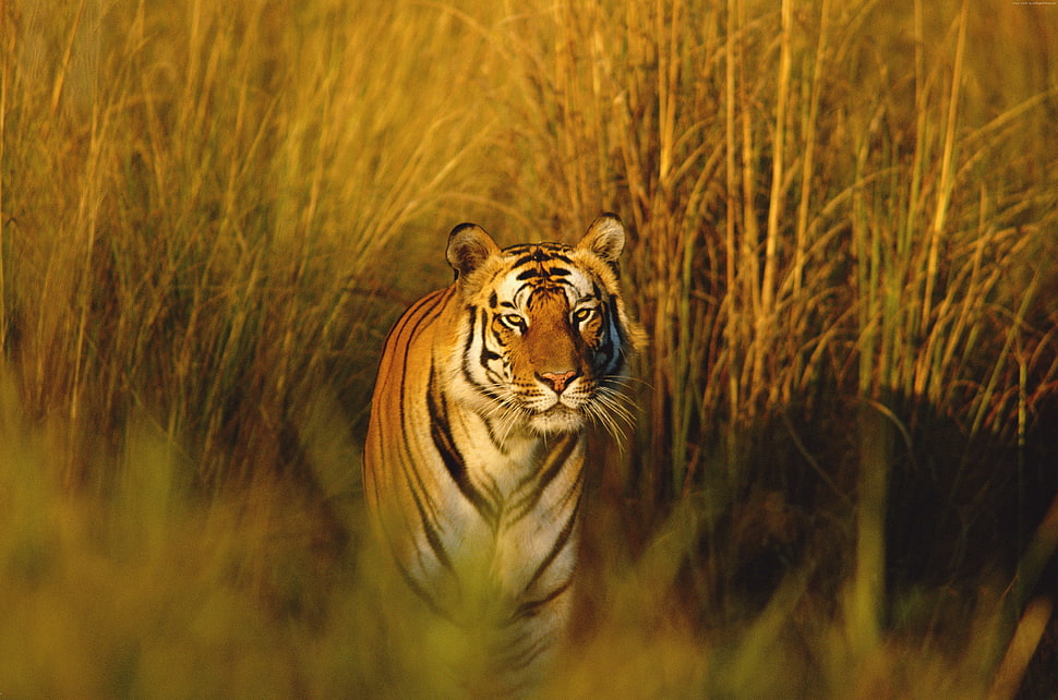 selective focus photography of tiger on field HD wallpaper