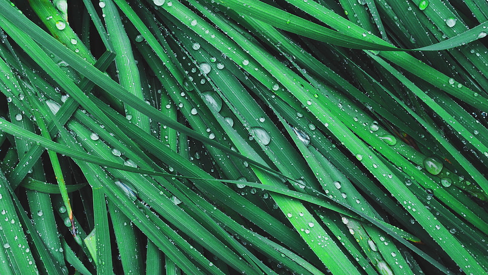 red leaf plants, Grass, Drops, Dew HD wallpaper