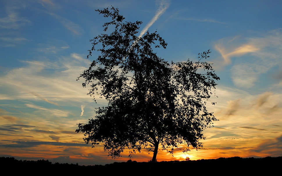 silhouette photo of tree under blue sky during golden hour HD wallpaper