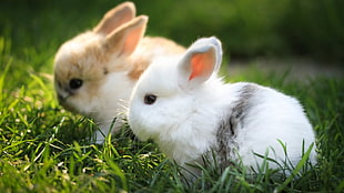 two rabbit on green grass HD wallpaper