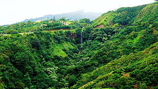 green and brown grass field, Hawaii, Maui, tropical forest, tropics HD wallpaper