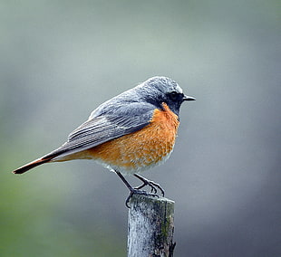 brown and orange small bird perched on wood pole in selective focus photography, redstart