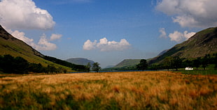 landscape photo of field covered with brown grass, buttermere