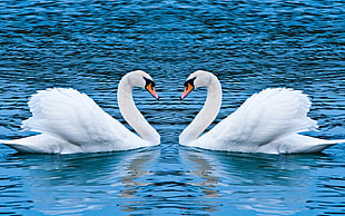 two white swans, swan, animals, birds, water