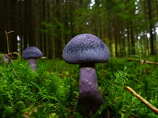 blue Fungus on ground near tall trees HD wallpaper
