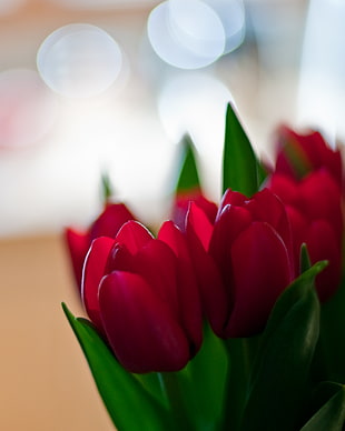 red Tulip flowers, tulips