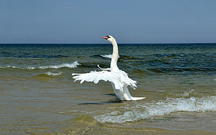 Swan,  Wings,  Bird,  Swing