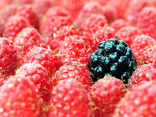 black and red berries close-up shot HD wallpaper