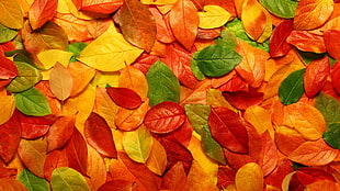 orange, red, and green leaves HD wallpaper