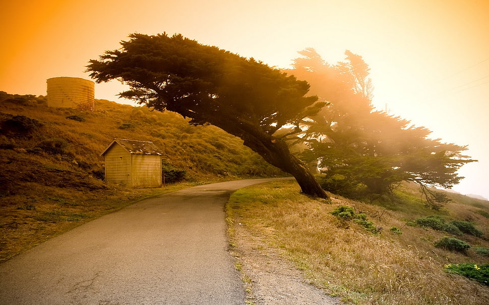 green leaves tree beside the road under sunset HD wallpaper