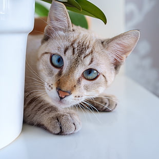 closeup photo of white and brown cat