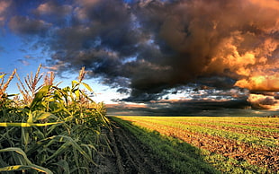 green and brown tree painting, field, landscape, clouds, sky