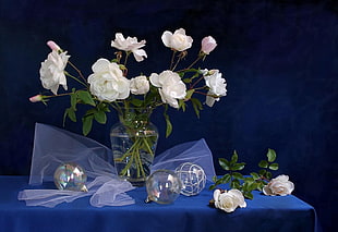 white Rose flowers in clear glass vase HD wallpaper