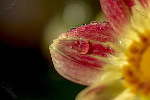 shallow focus photography of red and yellow flower with water droplets, dahlia HD wallpaper
