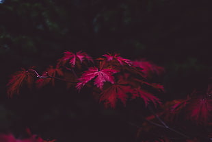 red maple leaves HD wallpaper