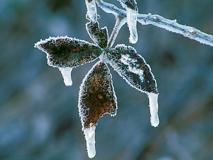 green leaf during winter HD wallpaper