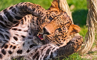 selective focus photography of leopard lying on green grass