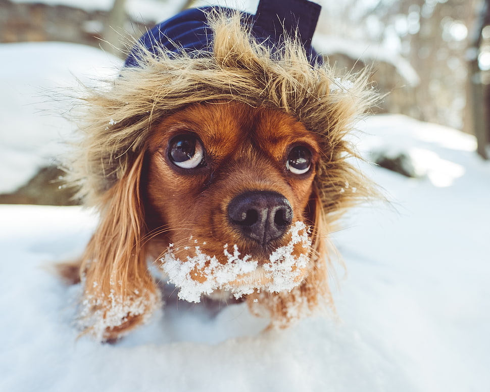 long-coated tan dog, Dog, Muzzle, Hood HD wallpaper